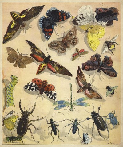 Insectes - Richard Andre